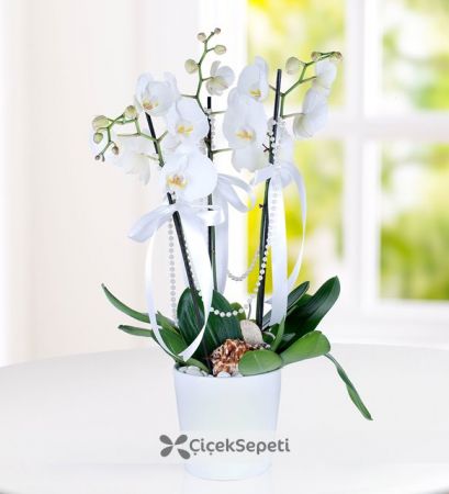 Orkide Çiçeği - 3